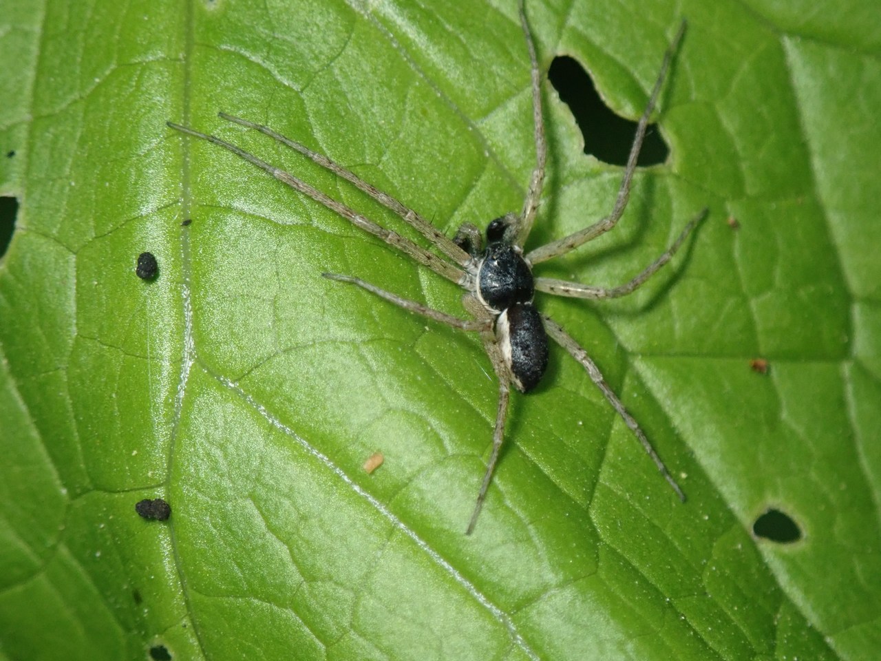 Philodromus dispar Philodromus dispar